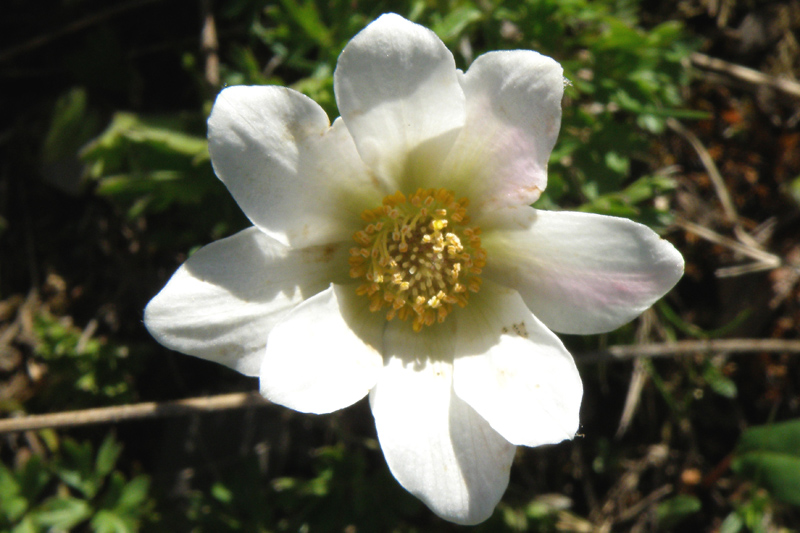 Pulsatilla alpina subsp. millefoliata